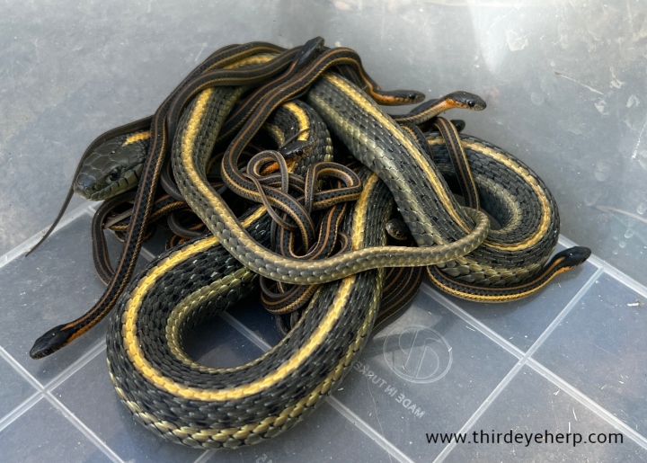 Aquatic Garter Snake